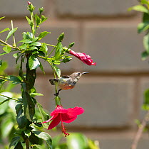 Purple Sunbird (Nectarinia asiatica ), female - Whitefield, Bangalore, April.