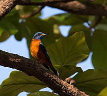 Blue-capped rock thrush ( Monticola cinclorhynchus), Whitefield, Bangalore, March.