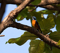 Blue-capped rock thrush ( Monticola cinclorhynchus), Whitefield, Bangalore, India. March.