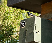 Oriental Magpie Robin (Copsychus saularis)  - pair in nest box, Whitefield, Bangalore, India, March.