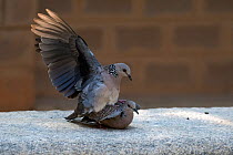 Spotted dove ( Streptopilea chinenesis) pair mating, Whitefield , Bangalore, April.