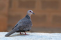 Spotted dove (Streptopilea chinenesis), Whitefield , Bangalore, April.