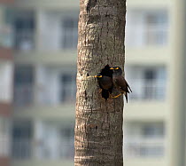 Common Myna ( Acridotheres tristis) nesting in tree outside high rise buildings. Whitefield, Bangalore, April 2020