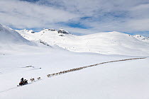 Reindeer herders moving a large flock of semi-domesticated Reindeer (Rangifer tarandus), with the help of snowmobiles, to the reindeer calving areas in the Jotunheimen National Park, Norway. April 202...