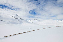 Reindeer herders moving a large flock of semi-domesticated Reindeer (Rangifer tarandus), with the help of snowmobiles, to the reindeer calving areas in the Jotunheimen National Park, Norway. April 202...
