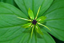 Herb-paris (Paris quadrifolia), detail of flower,  Selsdon Wood Nature Reserve, Croydon, Surrey, England, UK. April