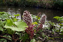Butterbur (Petasites hybridus), female flowers, England: Surrey, on bank of River Wandle, Croydon, near boundary with Beddington, March