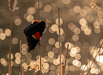Red-winged Blackbird (Agelaius phoeniceus) male calling/displaying, Ithaca, New York, USA. March 2020.