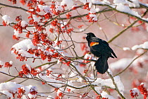 Red-winged Blackbird (Agelaius phoenicus) male singing from snow-covered red maple (Acer rubrum) in flower, Ithaca, New York, USA. April 2020.