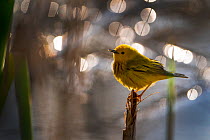Yellow Warbler (Setophaga petechia, formerly Dendroica petechia), male in breeding plumage, Ithaca, New York, USA. May 2020.