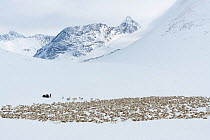Reindeer herders moving a large flock of semi-domesticated Reindeer, (Rangifer tarandus), with the help of snowmobiles, to the calving areas in the Jotunheimen National Park, Norway. Here, the flock i...