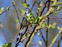 Long-tailed tit (Aegithalos caudatus) perched in a Crab apple (Malus sylvestris) tree in a garden, Wiltshire, UK, March.