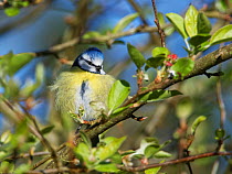 Blue tit (Parus caeruleus) perched on a Crab apple (Malus sylvestris) tree branch in a garden, fluffing up its feathers to keep warm late in the day, Wiltshire, UK, March.