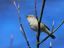 Chiffchaff (Phylloscopus collybita) perched in a Beech tree (Fagus sylvatica) with unopened leaf buds in a garden, Wiltshire, UK, March.