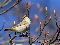 Chiffchaff (Phylloscopus collybita) singing while perched in a Beech tree (Fagus sylvatica) with unopened leaf buds in a garden, Wiltshire, UK, March.