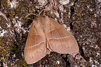 Fox moth (Macrothylacia rubi)  Orvieto, Umbria, Italy