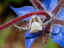 Crab spider (Thomisus onustus) waiting for ambush on Borage flower, Podere Montecucco, Umbria, Italy.