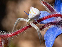 Crab spider (Thomisus onustus) waiting for ambush on Borage flower, Podere Montecucco, Umbria, Italy.