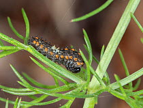 Common swallowtail butterfly (Papilio machaon) caterpillar in early stage (2nd instar) on food plant fennel.Montecucco, Umbria, Italy