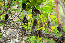 Darwin&#39;s medium ground finch (Geospiza fortis) mixed flock sheltering from the rain in photographer Tui De Roys&#39;s garden, Santa Cruz Island, Galapagos Islands