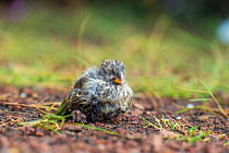 Darwin&#39;s medium ground finch (geospiza fortis) badly affected by introduced avian pox in photographer Tui De Roy&#39;s garden, Santa Cruz Island, Galapagos Islands