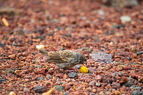 Darwin&#39;s medium ground finch (Geospiza fortis) recovering from introduced avian pox, feeding on native passoinfruit, in photographer Tui De Roy&#39;s garden, Santa Cruz Island, Galapagos Islands