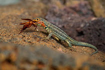 Santa Cruz lava lizard (Microlophus indefatigabilis) female eating large cockroach in photographer Tui De Roy&#39;s garden, Santa Cruz Island, Galapagos Islands