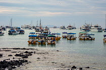 Dozens of tour boats lay idle in port,during Covid-19 lockdown, Puerto Ayora, Santa Cruz Island, Galapagos Islands April 2020