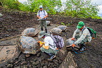 Park wardens recording the size and sex of each tortoise they encounter, and reading the tiny electronic tags implanted under the skin of their hind leg to check against a list of genetically desirabl...