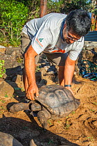 &#39;Lonesome Goergette&#39;, a distant relative of the late Lonesome George is gently lowered by Wacho Tyapia (director of the Giant Tortoise Restoration Intiative) into her new enclosure at the Faus...