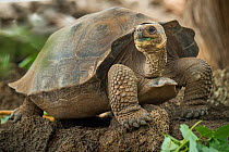 Pinta giant tortoise (Chelonoidis abingdoni) hybrid cross with Wolf giant tortoise (Chelonoidis becki). Found in January 2020, and around 15 years old, she will become the nucleus of a new captive bre...