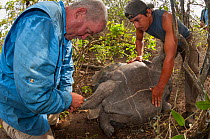 Galapagos National Park team taking blood samples from Wolf Volcano giant tortoise (Geochelone becki). This is used for DNA analysis to trace descendants of extinct Pinta and Floreana species to begin...