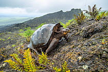 Wolf giant tortoise (Chelonoidis becki) in habitat. Hybrids of mixed parentage with different shell shapes are scattered far and wide on the rugged west slope of Wolf Volcano. Wolf Volcano, Isabela Is...