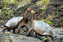 Wolf giant tortoise (Chelonoidis becki) aggressive displays, settled by he who can reach highest. This often giving the advantage to the more saddlebacked shaped individual, even if overall smaller. W...