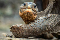 Wolf giant tortoise (Chelonoidis becki) resting, Wolf Volcano, Isabela Island, Galapagos