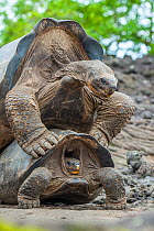 Wolf giant tortoise (Chelonoidis becki) pair mating, Wolf Volcano, Isabela Island, Galapagos