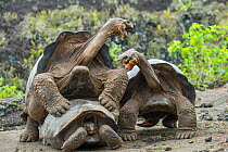 Wolf giant tortoise (Chelonoidis becki) two males fight briefly over mating rights. Wolf Volcano, Isabela Island, Galapagos
