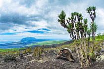 Wolf giant tortoise (Chelonoidis becki). Hybrids of mixed parentage with different shell shapes are scattered far and wide on the rugged west slope of Wolf Volcano. Wolf Volcano, Isabela Island, Galap...