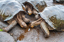 Wolf giant tortoise (Chelonoidis becki) group drinking from small puddles formed by fine drizzle. Wolf Volcano, Isabela Island, Galapagos