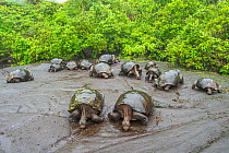 Wolf giant tortoise (Chelonoidis becki) group drinking from small puddles formed by fine drizzle. Wolf Volcano, Isabela Island, Galapagos
