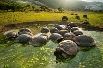 Alcedo giant tortoises (Chelonoidis vandenburghi) wallowing, Alcedo Volcano, Isabela Island. This is where the largest population still exists, acting as ecosystem engineers by maintaining open meadow...