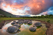 Alcedo giant tortoise (Chelonoidis vandenburghi), Alcedo Volcano, Isabela Island. This is where the largest extant population exists, acting as ecosystem engineers by maintaining open meadows and digg...