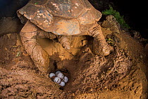 Espanola saddleback tortoise (Geochelone hoodensis) laying eggs in 2015 at the Fausto Llerena Tortoise Breeding Centre, Santa Cruz Island, Galapagos. One of 13 remaining old females taken into captivi...