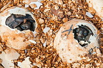 Espanola saddleback tortoise (Geochelone hoodensis) hatchlings emerging from eggs laid at the Fausto Llerena Tortoise Breeding Centre, Santa Cruz Island, Galapagos.