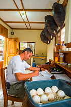 Conservationist making notes,with tray of Galapagos tortoise eggs. Fausto Llerena Tortoise Breeding Centre run by the Galapagos National Park Directorate, Santa Cruz Island, Galapagos.