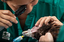 Veterinarian examining anaesthetised Wedge-tailed eagle (Aquila audax). Previously treated by private veterinarian for wing fracture, likely caused by road traffic accident. Currumbin Wildlife Hospita...