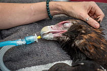 Wedge-tailed eagle (Aquila audax) with wing fracture under anaesthetic for health check. Currumbin Wildlife Hospital, Gold Coast, Queensland, Australia. November 2019. Editorial use only.