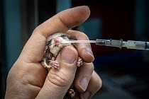 Feather-tailed glider (Acrobates pygmaeus) female fed nectar in hand, found with burns on feet likely caused by bushfires. Currumbin Wildlife Hospital, Gold Coast, Queensland, Australia. November 2019...
