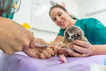 Boobok owl (Ninox boobook) chick held by veterinary nurse while blood is taken for analysis. Chick treated for head trauma, likely caused by bird attack. Currumbin Wildlife Hospital, Gold Coast, Queen...