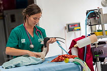 Australian white ibis (Threskiornis molucca) recovering from surgery to remove fishing hook in stomach, held by veterinary nurse. Captive, to be released on recovery. Currumbin Wildlife Hospital, Gold...